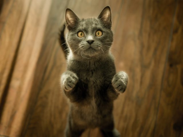gatto vivace iperattivo