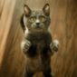 gatto vivace iperattivo