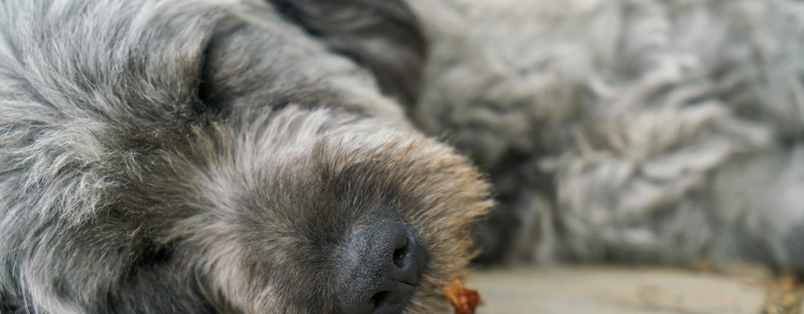 Cibo per cani, cosa mangia il mio cane per crescere sano?